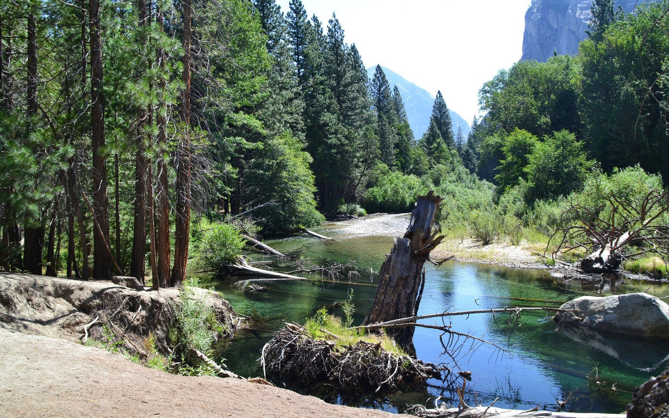 Wald in Kalifornien mit See 
